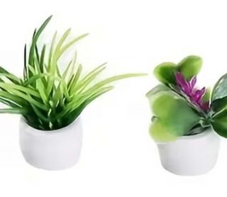 Pianta in vaso (misti)